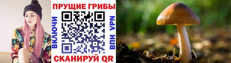 Купить где  Мценск  Галлюциногенные грибы Cubensis 